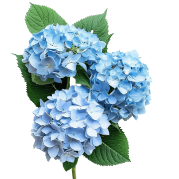 Hydrangea